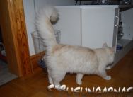 busungarnas_sibirisk_katt_20111019_lilith_02.jpg