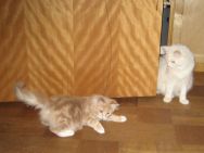 5_Tula_o_Fargo_m_catdancer.jpg
