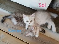 Korona_Sol_20180623.jpg