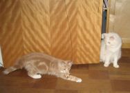 4_Tula_o_Fargo_m_catdancer.jpg