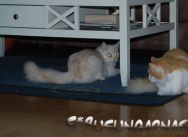 busungarnas_sibirisk_katt_20111019_lilith_03.jpg