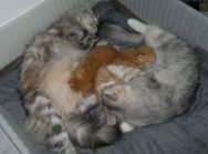 9 KATTFAMILJEN 201202263154.jpg