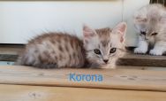 Korona_20180623b.jpg