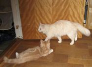 6_Tula_o_Fargo_m_catdancer.jpg