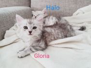 Gloria_Halo_20180623.jpg