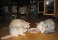 IMG_3268_Manna_Mintu_kitten_eating.jpg