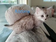 Korona_20180623.jpg